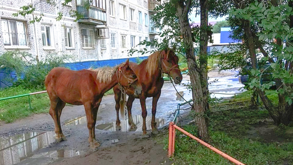 В Омске сбежавшие кони устроили пробку на дороге