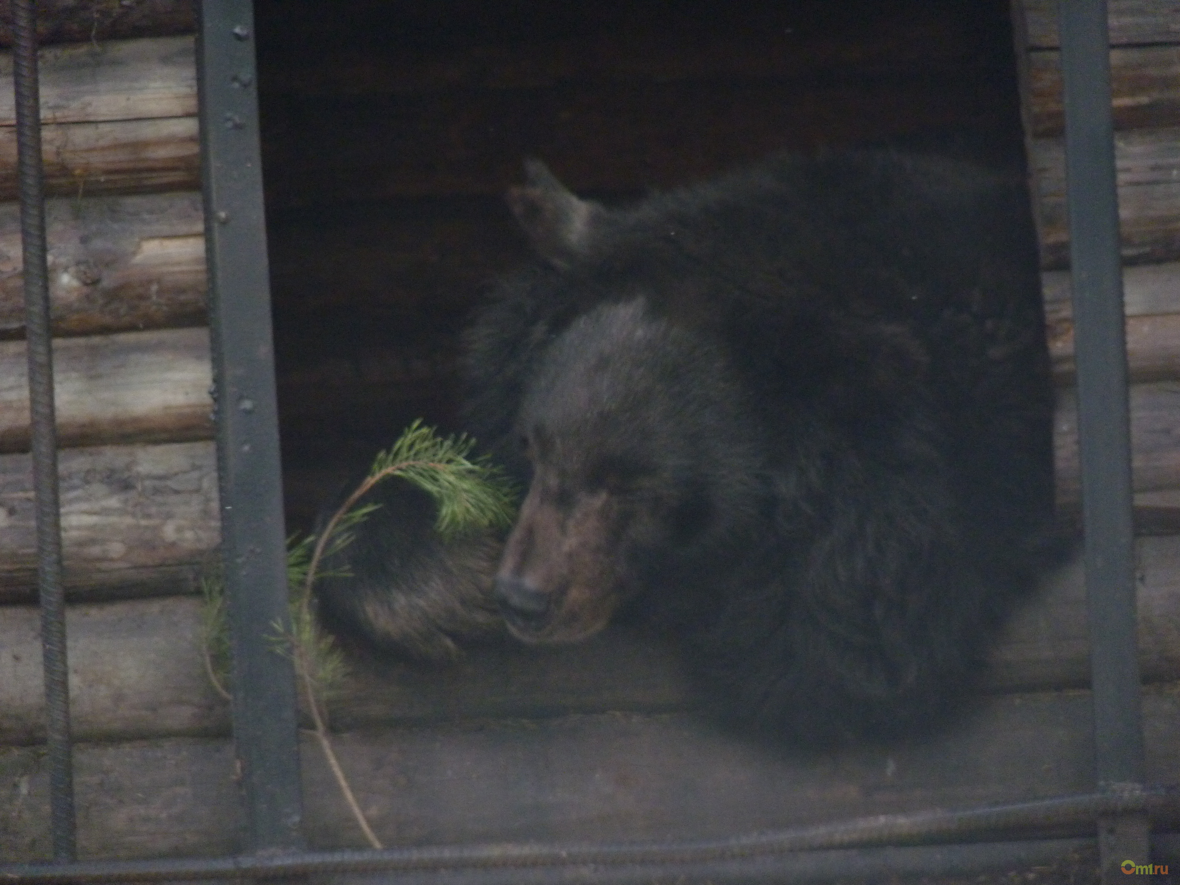 Почему мишка без родителей. Большереченский зоопарк Гималайский медведь малыш. Белогрудый медведь впадает в спячку. Большереченский зоопарк медведи гуляют.