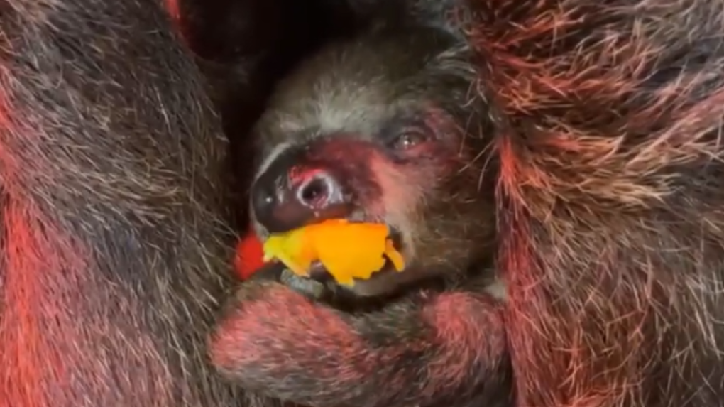Видео с обедающим детёнышем ленивца показали в Новосибирском зоопарке имени Шило