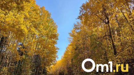 Лес опят нашли в Омской области. Грибы выносят вёдрами