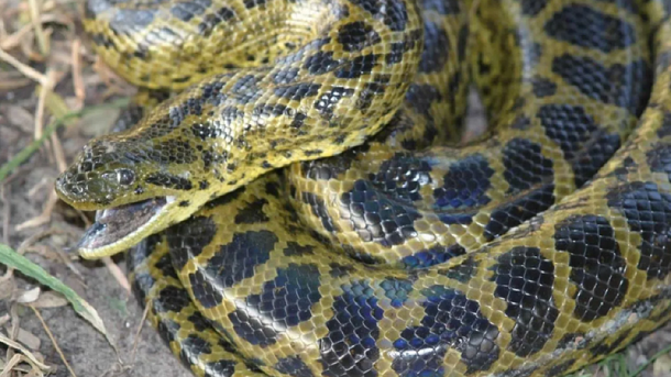 Житель Новосибирска продаёт парагвайскую анаконду с доставкой на дом