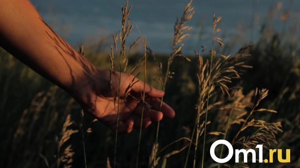 Дожди угрожают урожаю: в одном из районов Омской области ввели режим ЧС