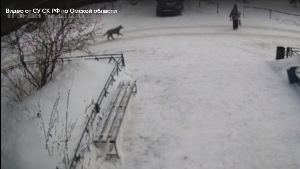 В Омске собака напала на первоклассницу: момент попал на видео