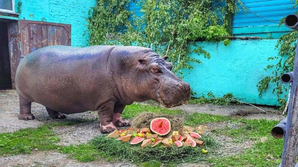 Бегемоту Кёнигу из Большереченского зоопарка исполнилось 35 лет