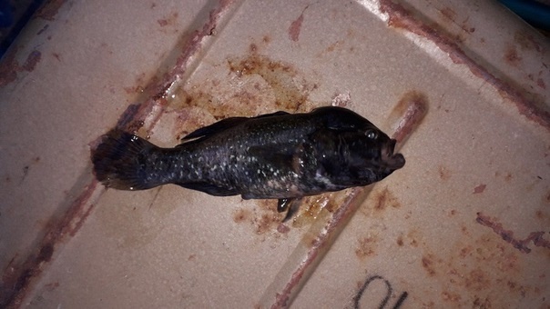 ротан рыба в омске. Смотреть фото ротан рыба в омске. Смотреть картинку ротан рыба в омске. Картинка про ротан рыба в омске. Фото ротан рыба в омске ротан рыба в омске. Смотреть фото ротан рыба в омске. Смотреть картинку ротан рыба в омске. Картинка про ротан рыба в омске. Фото ротан рыба в омске