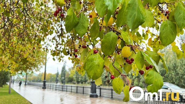 Осень близко: в Омской области похолодает до +14