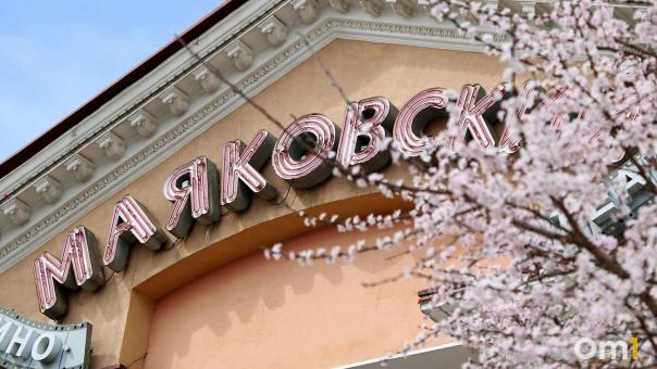 Омская сакура: редкое цветение сибирского абрикоса у кинотеатра «Маяковский»