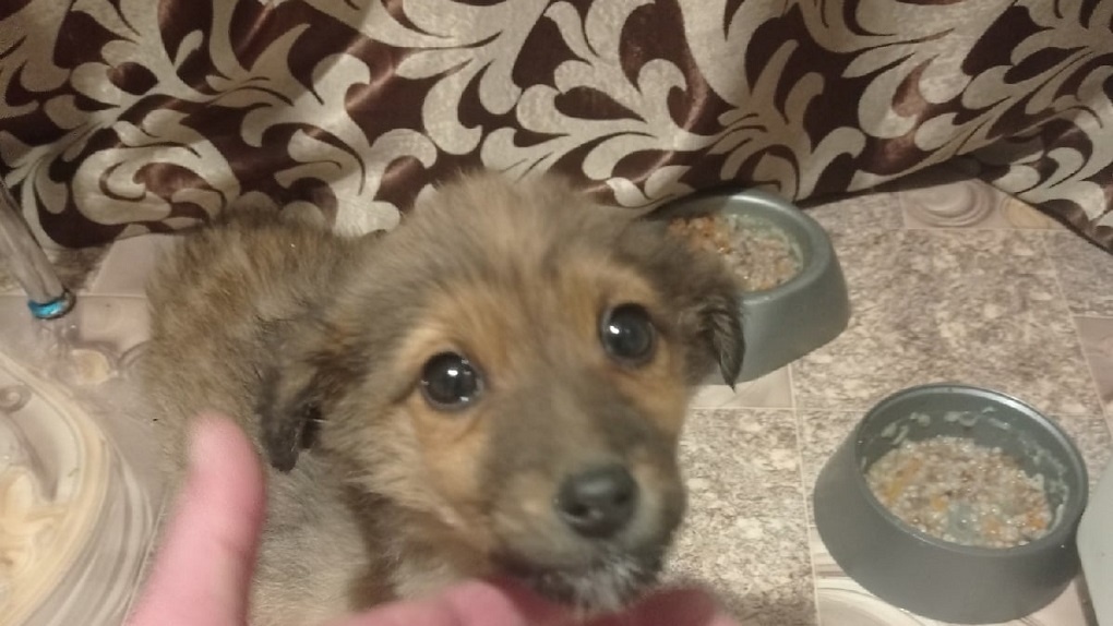 В Омской области в мусорном контейнере нашли ещё одного выброшенного щенка
