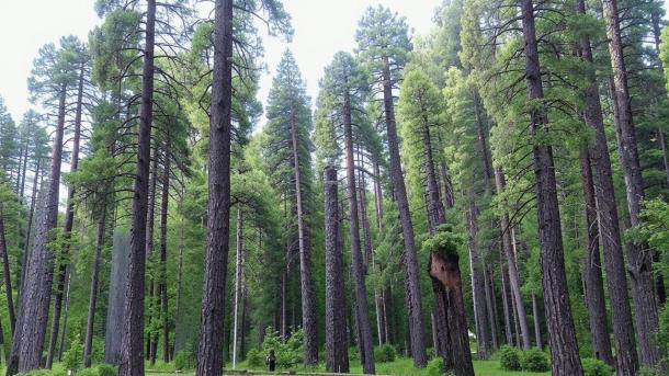 В Новосибирске массово гибнут сосны: опасный грибок захватил 119 гектаров леса