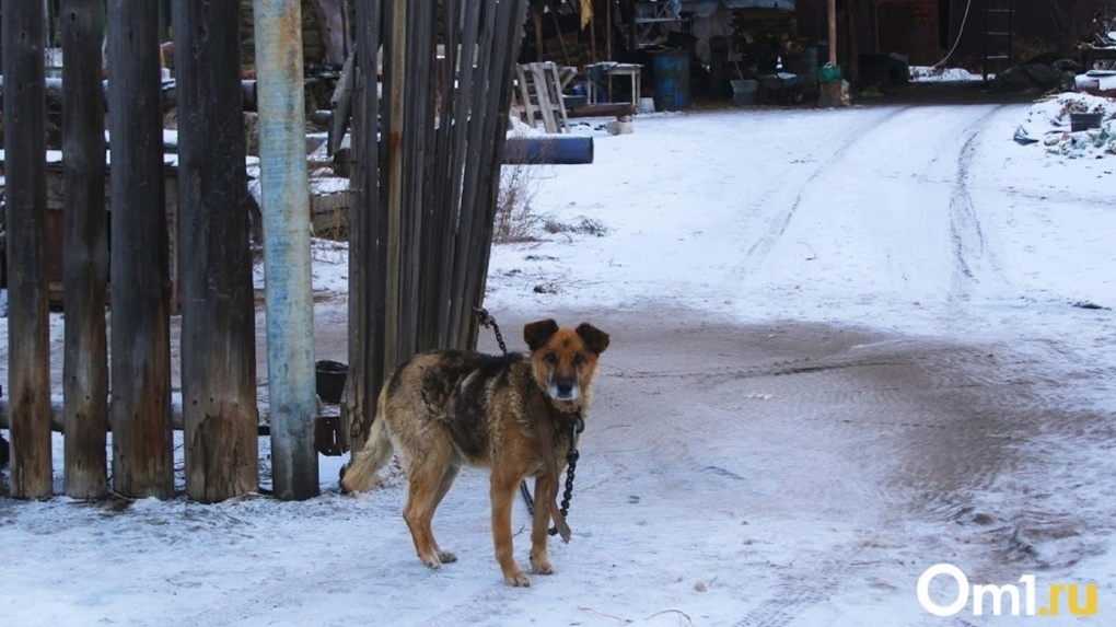В Омской области ищут фирму, готовую за пару миллионов в год отлавливать бездомных собак