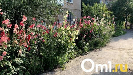 Омской мэрии не хватает людей для победы над травой