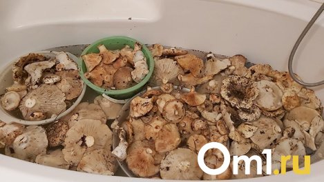 «Ванна груздей и таз волнушек»: омичи рассказали, где набрали много грибов