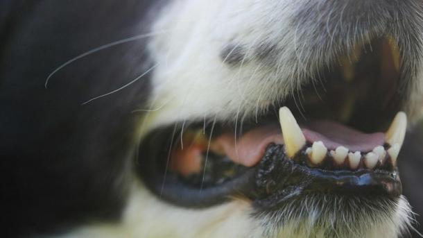 Омичи пожаловались на бездомных собак, которые растерзали козу