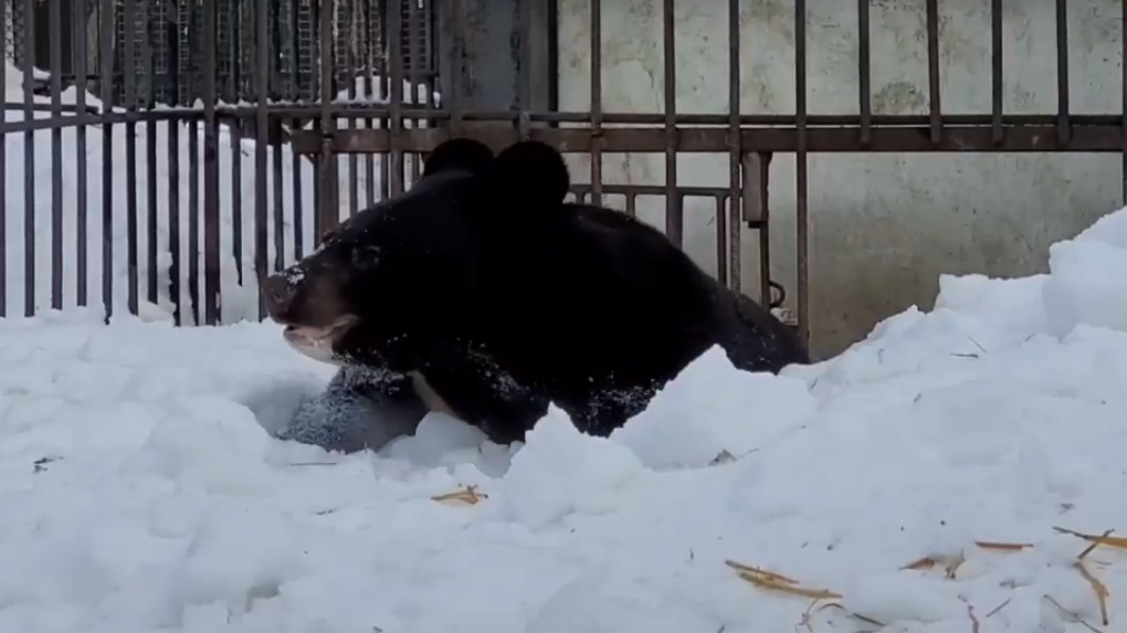 Весна точно пришла: в Большереченском зоопарке проснулся медведь