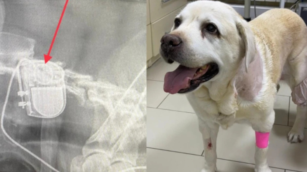 «Сердце могло не выдержать»: новосибирские ветврачи поставили кардиостимулятор пожилой собаке
