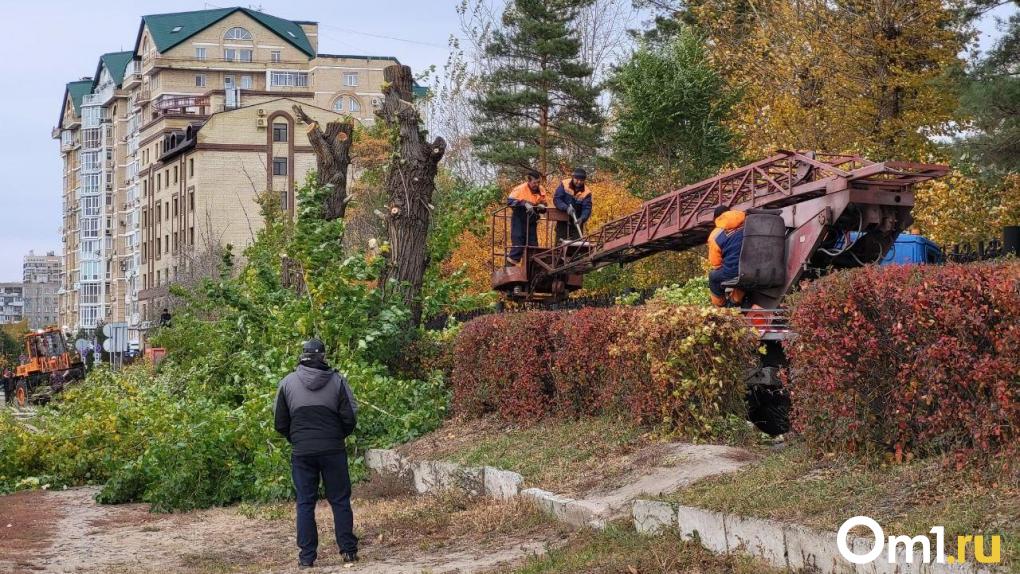 Канадские клёны вместо аварийных деревьев высадят на набережной Тухачевского в Омске