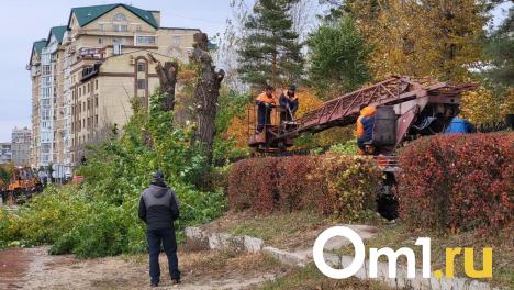 Канадские клёны вместо аварийных деревьев высадят на набережной Тухачевского в Омске