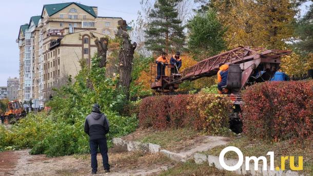 Канадские клёны вместо аварийных деревьев высадят на набережной Тухачевского в Омске