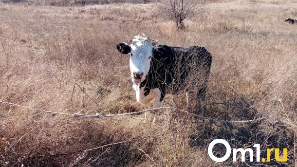 В Омской области глава села и фермер избили пастуха за вытоптанное поле