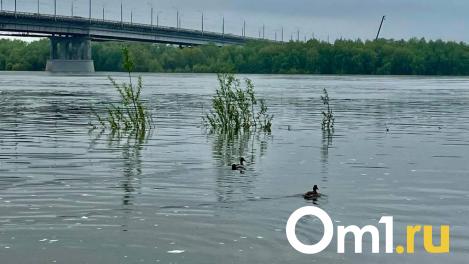 Утка с утятами парализовали движение в центре Омска