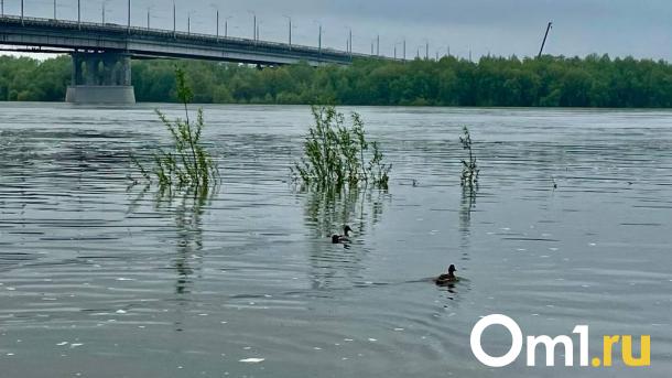 Утка с утятами парализовали движение в центре Омска
