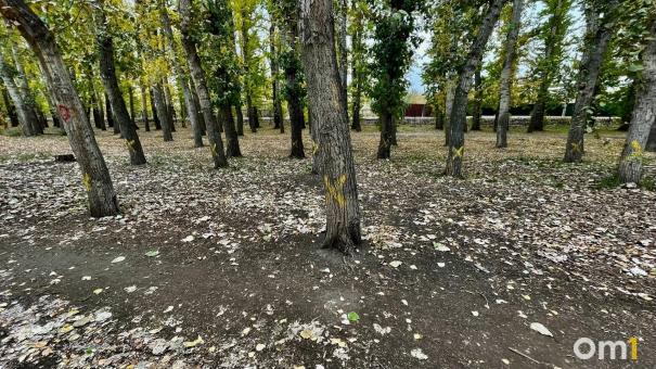 В омском парке на месте деревьев хотят построить новый ТЦ