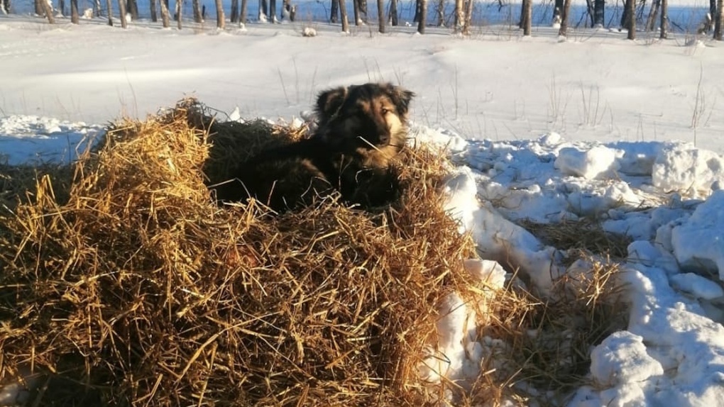 Пёс живёт у трассы в Омской области в стоге сена. Фото