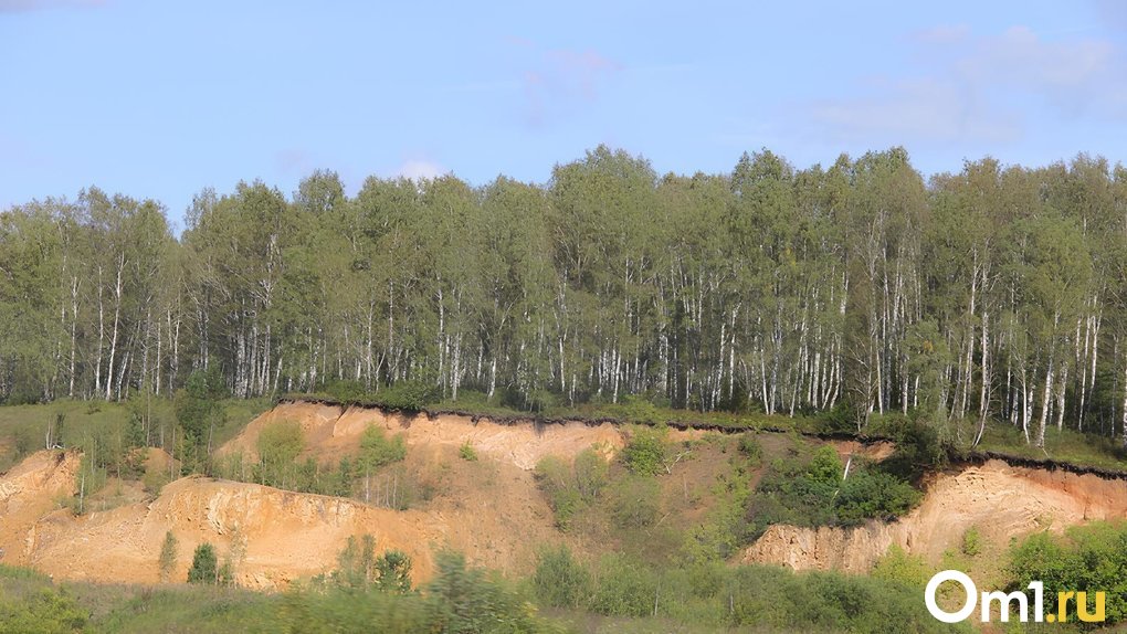 Фанера под Омском. Томскому заводу хотят отдать леса в Тарском районе