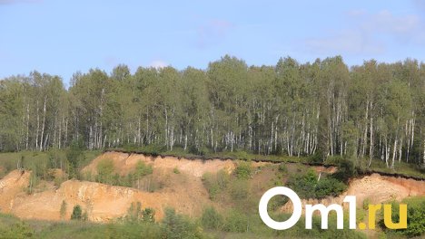 Фанера под Омском. Томскому заводу хотят отдать леса в Тарском районе