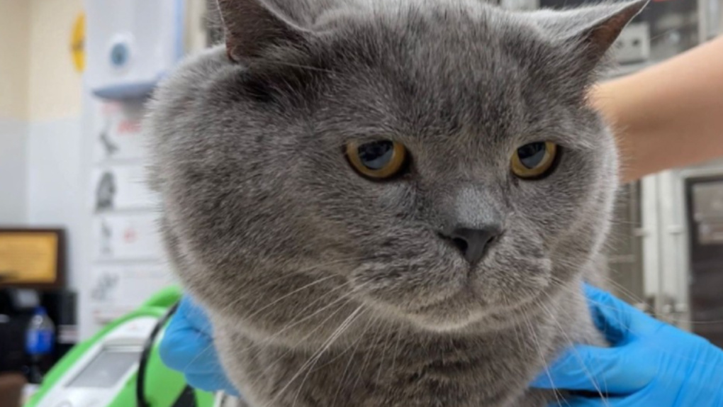 «Двуглавый» британец: в Новосибирске спасли кота с ужасной опухолью на шее