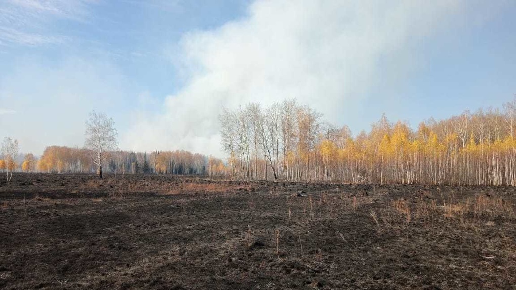 Горят леса: за неделю в Омской области вспыхнуло 10 пожаров