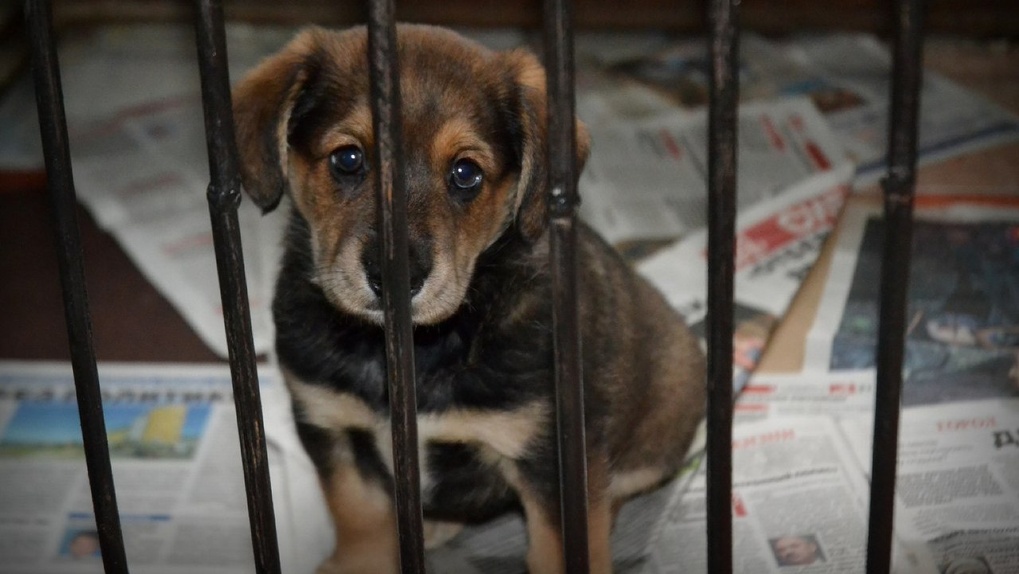В Омске ищут хозяев крошечному щенку, которому в приюте для бездомных животных угрожает смерть - ФОТО
