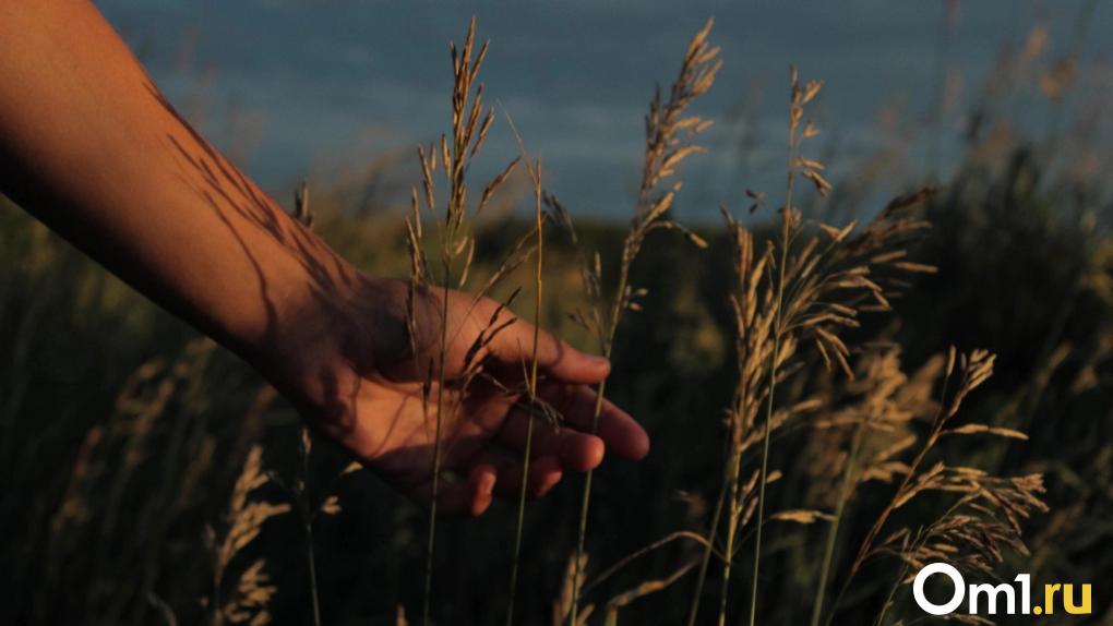 Новосибирские учёные создали среднерослую пшеницу