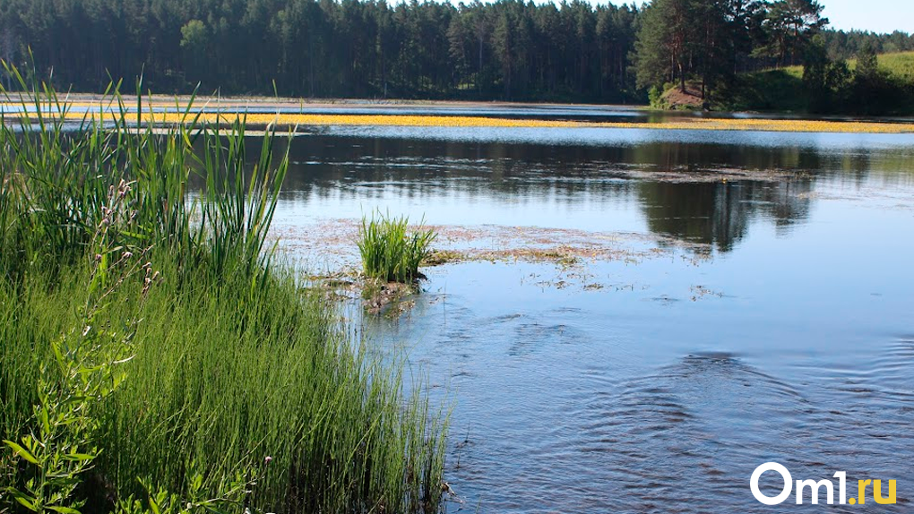 Концентрацию опасного вещества зафиксировали в реке Таре в Новосибирской области