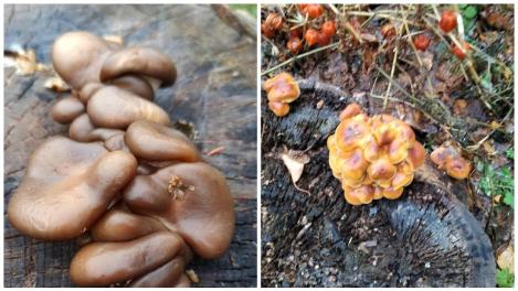 Новосибирцы продолжают собирать грибы в середине ноября