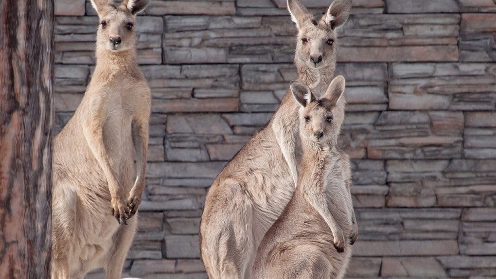 Новосибирский зоопарк поделился милыми фотографиями кенгуру