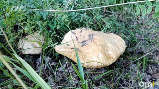 Сезон ещё не закрыт: омичи рассказали, где найти грибы в октябре