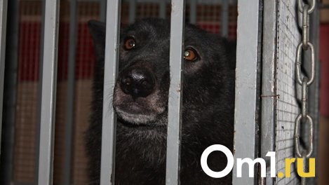 Бездомных омских животных будут отлавливать и отдавать в приюты