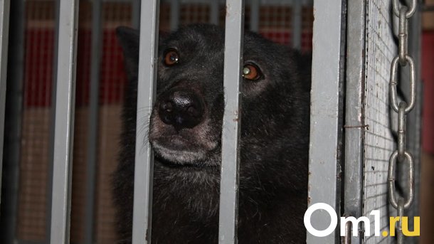 Бездомных омских животных будут отлавливать и отдавать в приюты
