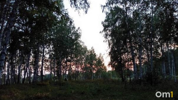 Омича могут посадить на семь лет из-за вырубки ста берёз