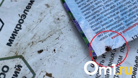 Опасайтесь укусов до поздней осени: в Новосибирской области в 1,9 раза выросло количество иксодовых клещей