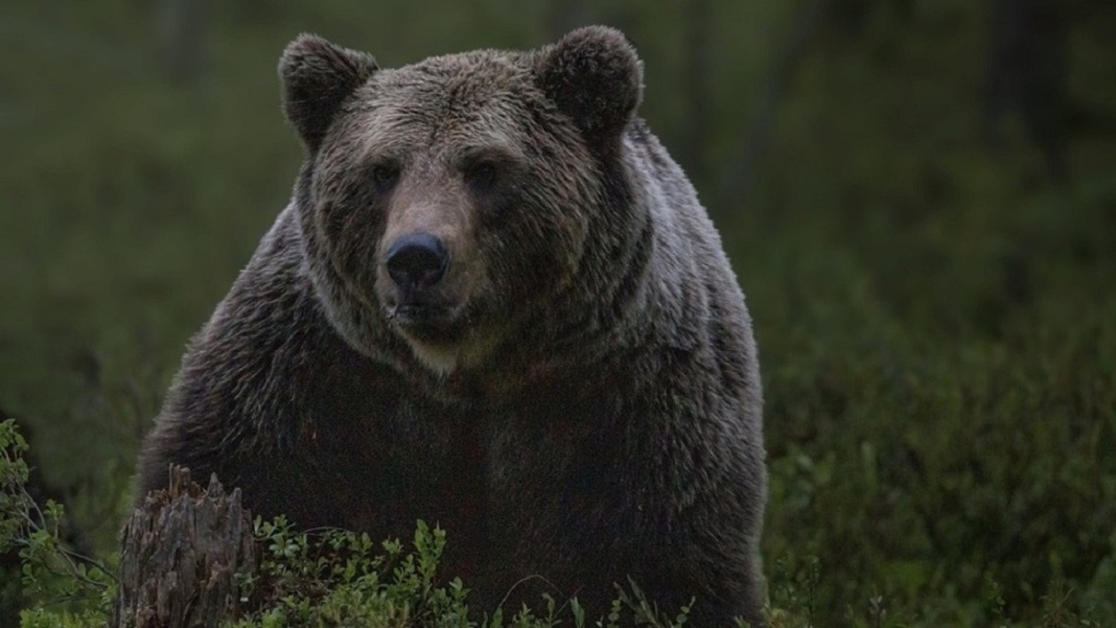 Выдравший позвоночник корове медведь в Новосибирской области сбежал от охотников