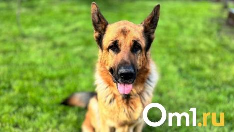 Смерть в миске: почему обычный лук может убить вашу собаку — объясняют ветеринары