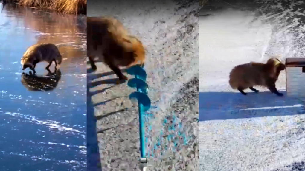 Жители Новосибирской области обсуждают фейковое видео с енотовидной собакой на рыбалке