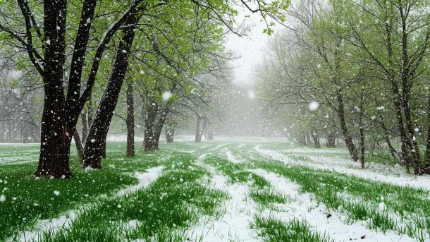 Ледяной сюрприз конца апреля: в Новосибирске ожидается лютый апокалипсис