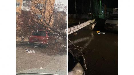 «Дерево всё разлетелось»: машины пострадали из-за урагана в Новосибирске