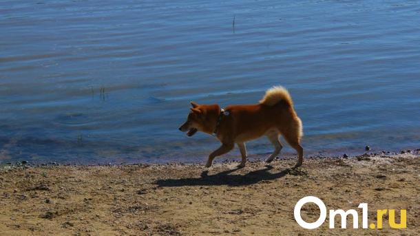 Весеннее половодье: уровень воды в омских реках стремительно растёт