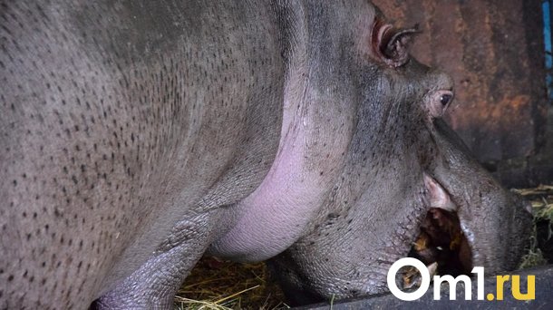 Омичи ужаснулись условиям содержания бегемота в Большереченском зоопарке