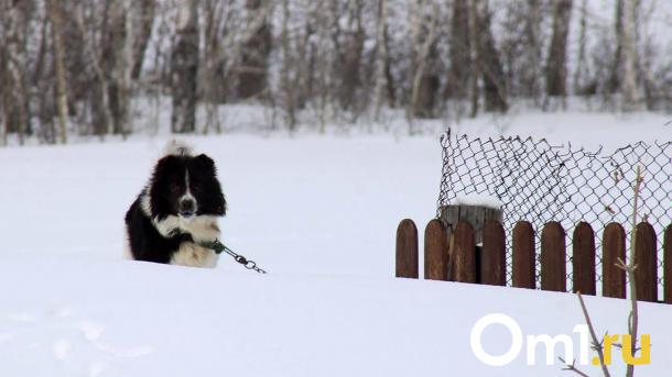 В Омске возле школы № 111 отловили агрессивных бездомных собак