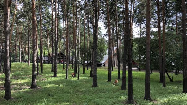 Бесплатное посещение для пенсионеров организуют в Новосибирском зоопарке с 26 сентября